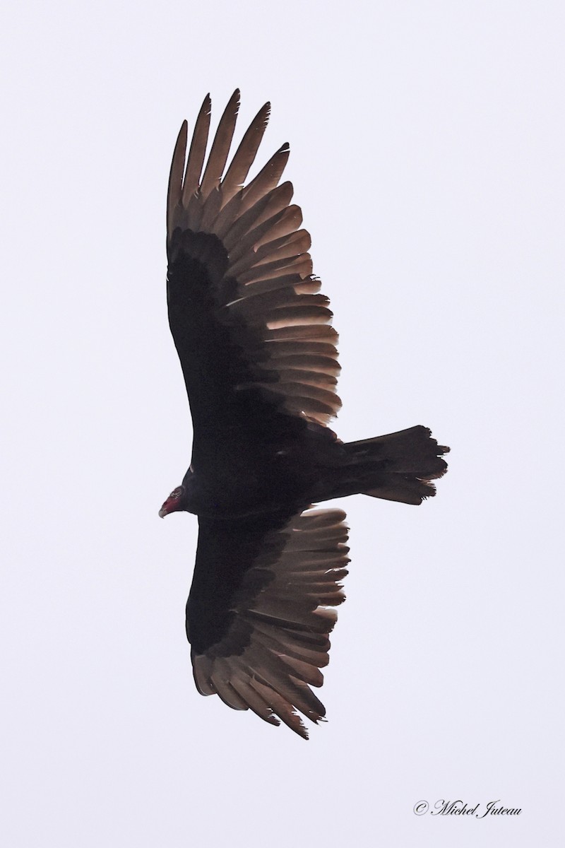 Turkey Vulture - ML617787307