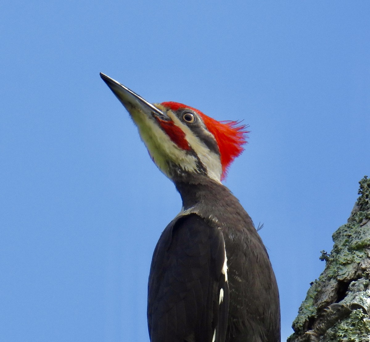 Pileated Woodpecker - Van Remsen