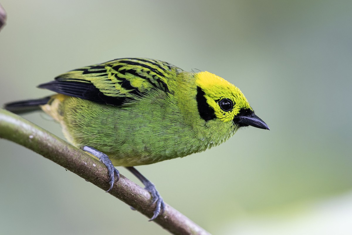 Emerald Tanager - ML617787316