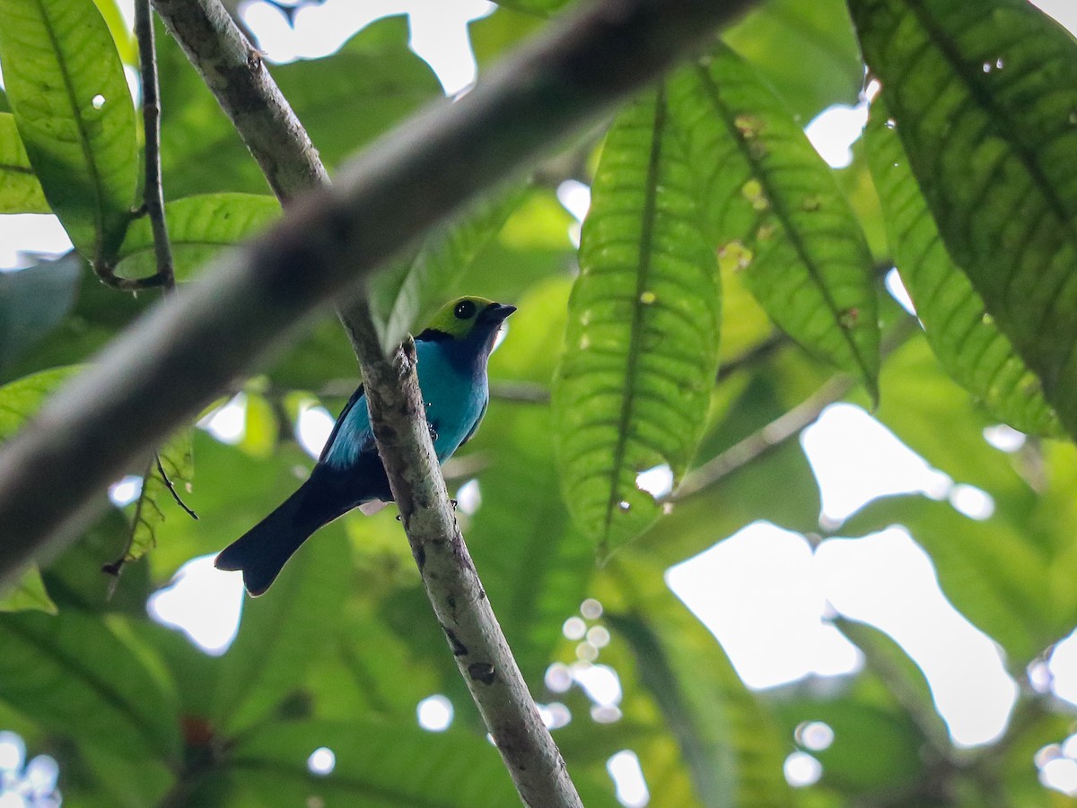 Paradise Tanager - Marco Costa