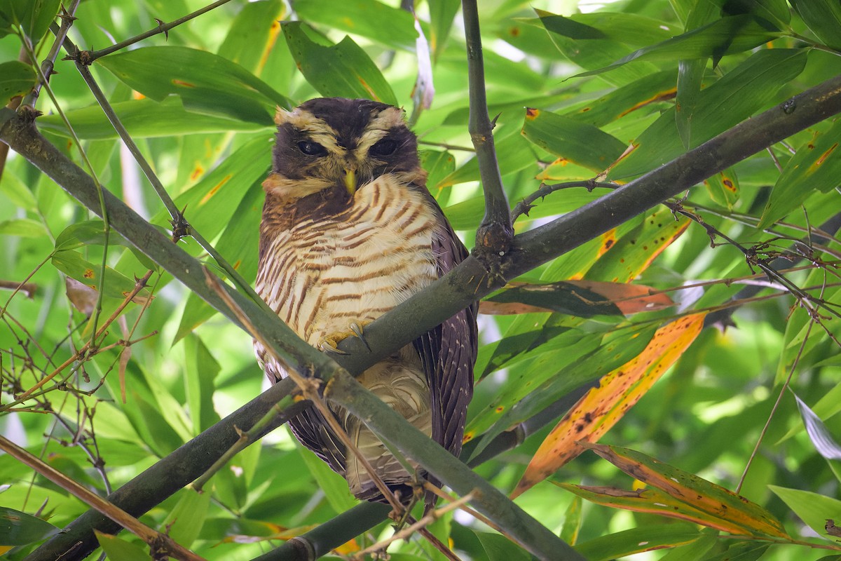 Band-bellied Owl - ML617787353