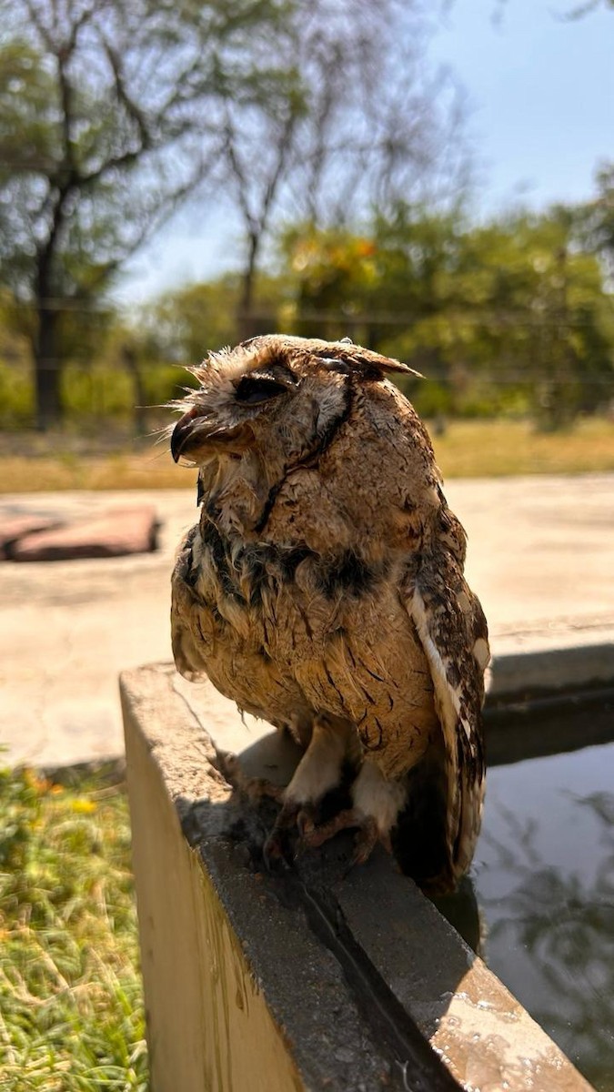 Indian Scops-Owl - ML617787390