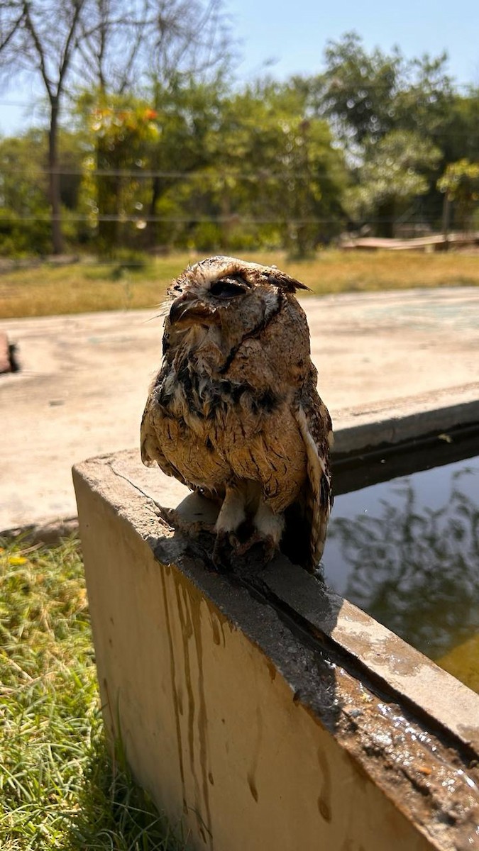 Indian Scops-Owl - Adhithyan NK
