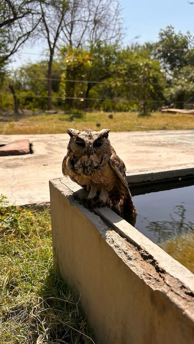 Indian Scops-Owl - ML617787394
