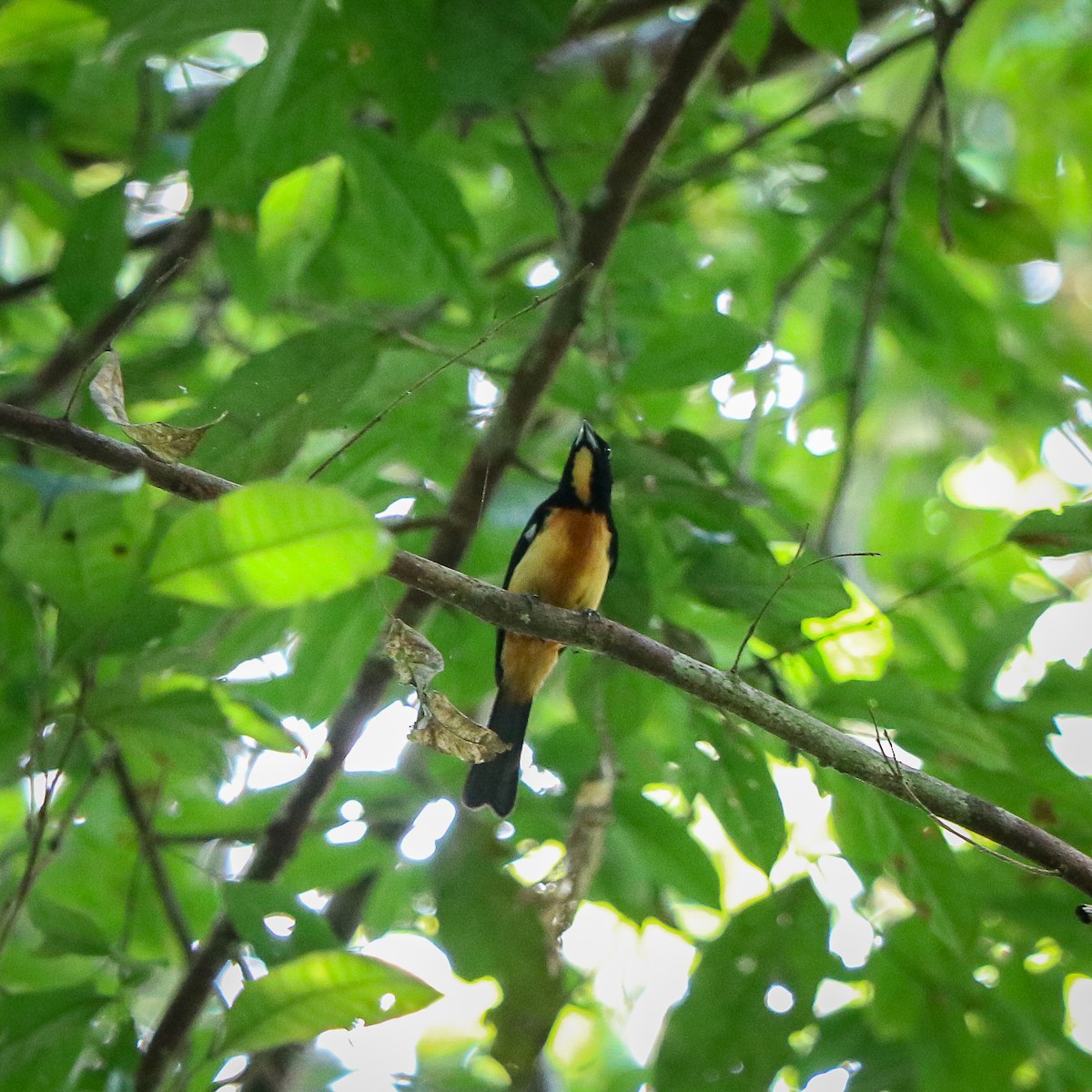 Yellow-crested Tanager - ML617787531