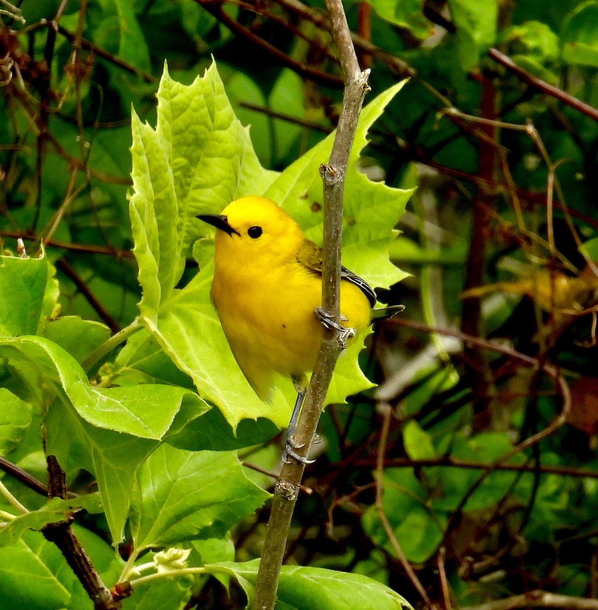 Prothonotary Warbler - ML617787549