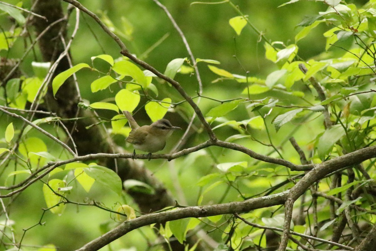 Red-eyed Vireo - Cliff VanNostrand