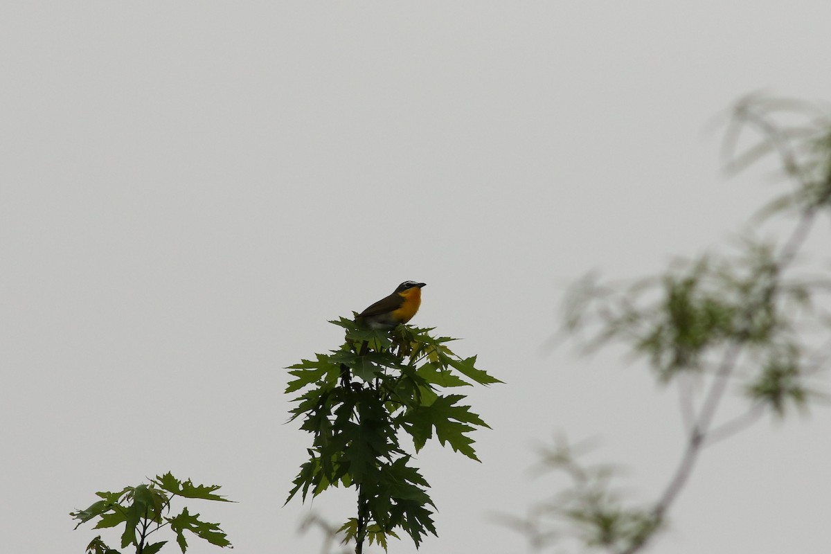 Yellow-breasted Chat - ML617787605