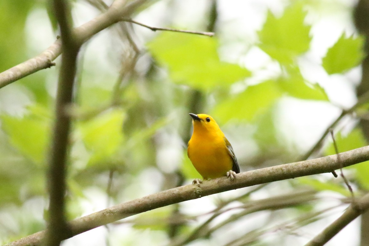 Prothonotary Warbler - ML617787635
