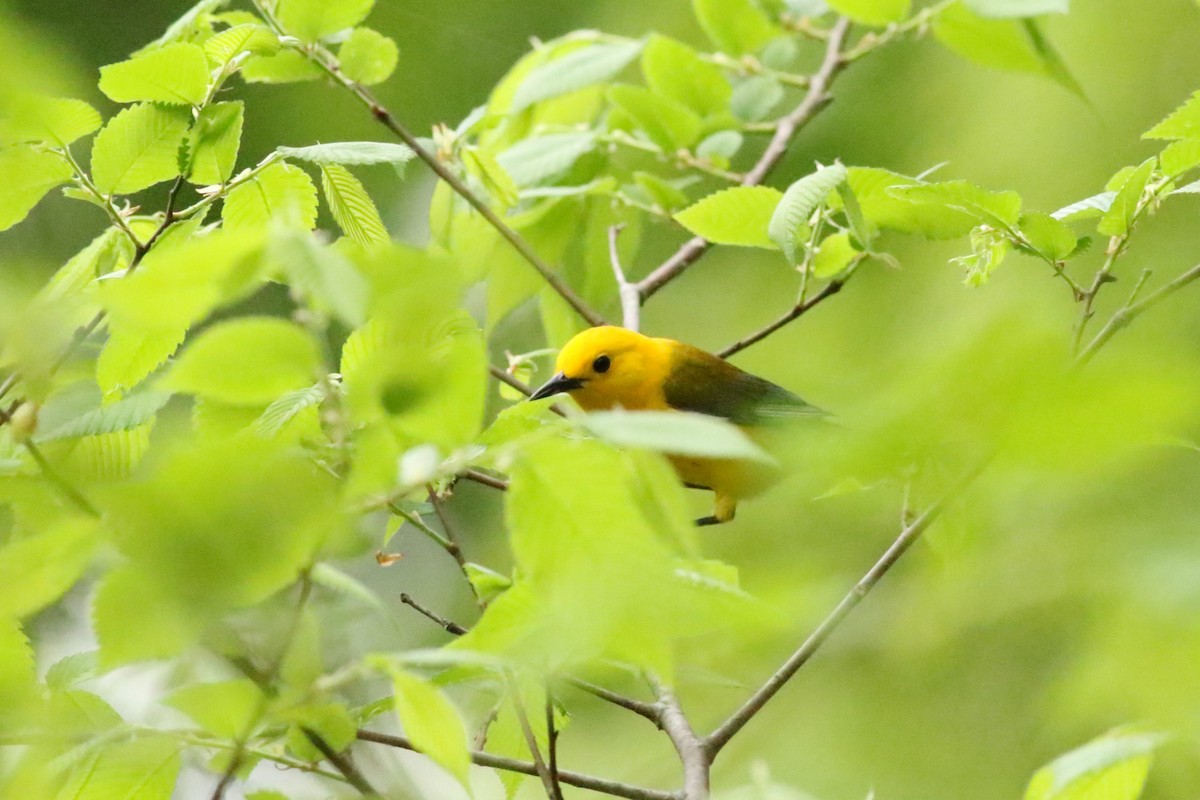 Prothonotary Warbler - Cliff VanNostrand
