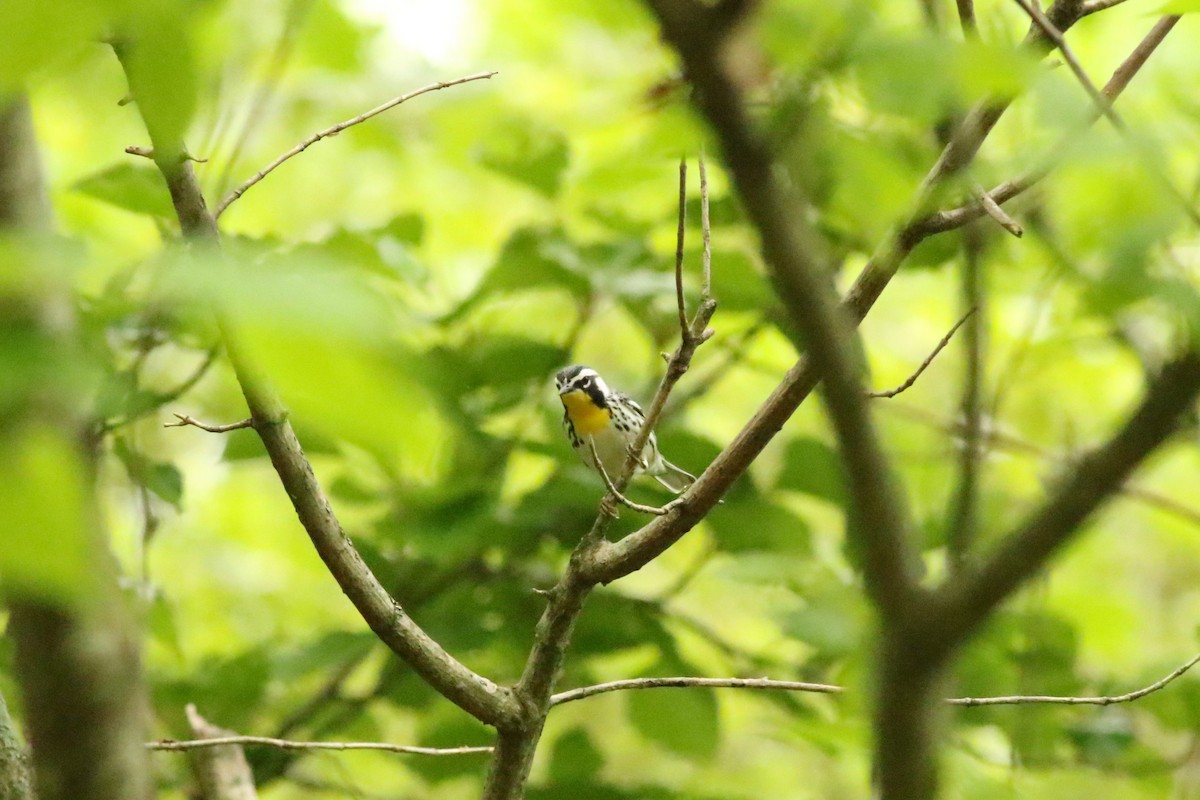 Yellow-throated Warbler - Cliff VanNostrand