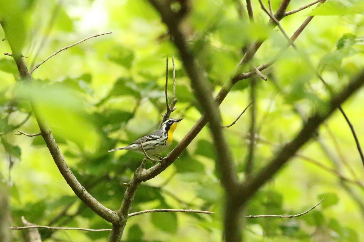 Yellow-throated Warbler - ML617787761