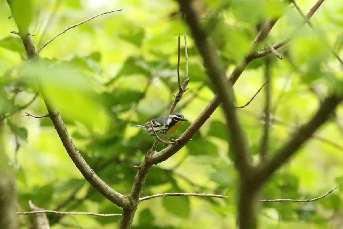 Yellow-throated Warbler - ML617787766