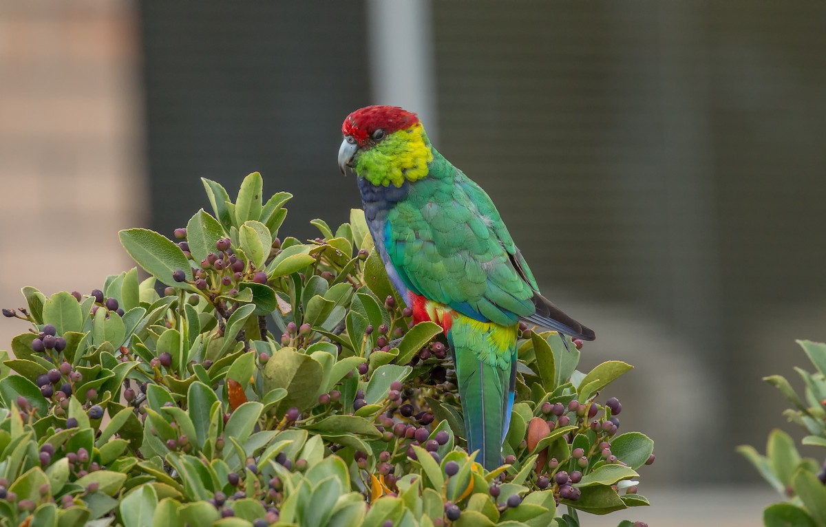 Red-capped Parrot - ML617787841