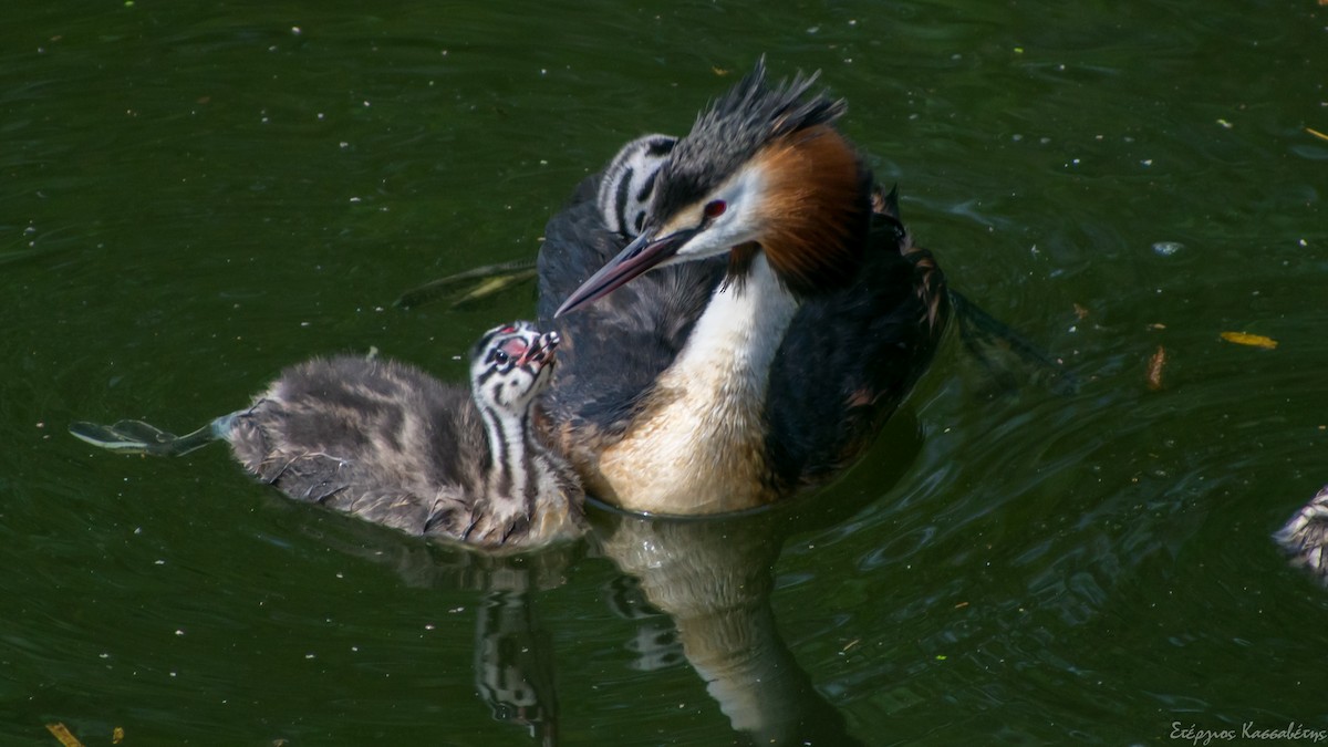 Great Crested Grebe - Stergios Kassavetis