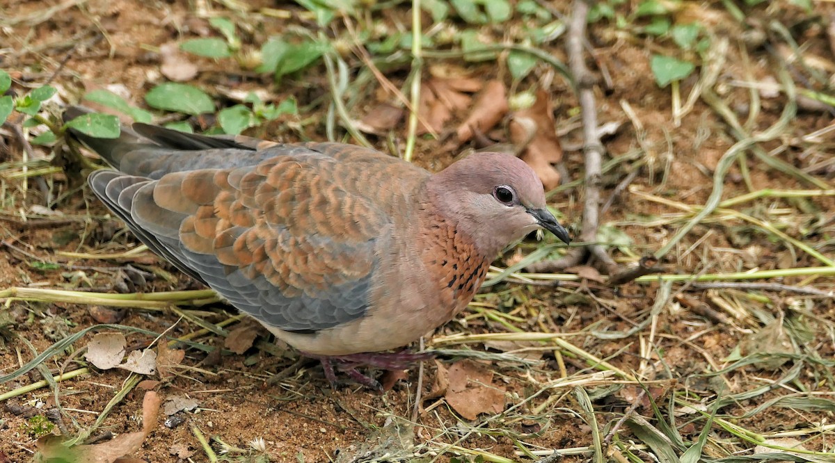 Laughing Dove - ML617787881