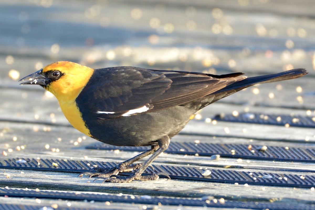 Yellow-headed Blackbird - ML617787886