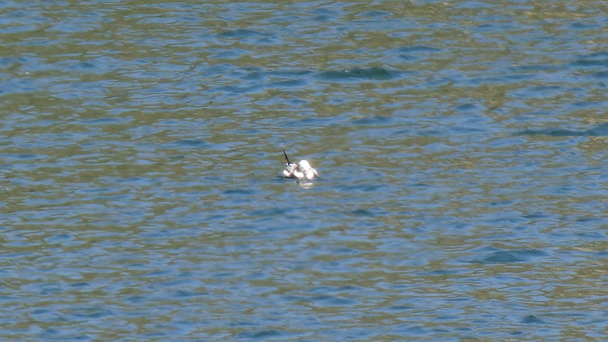 Long-tailed Duck - ML617787890