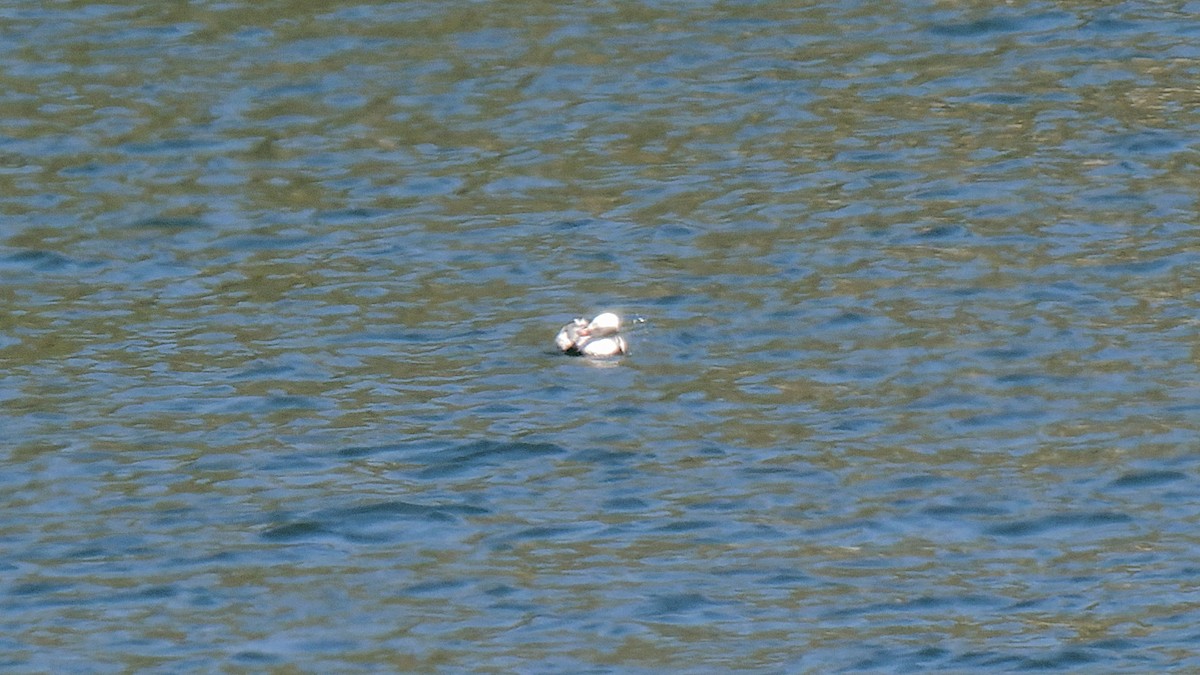 Long-tailed Duck - ML617787891