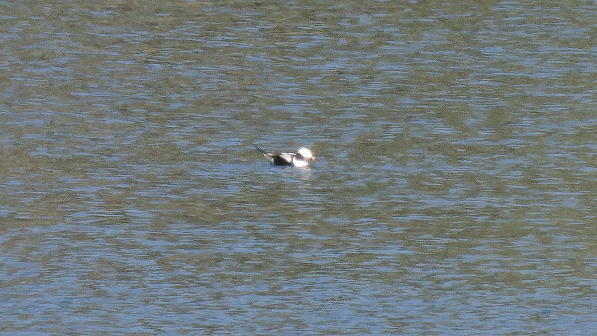 Long-tailed Duck - ML617787892