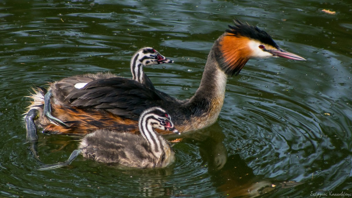Great Crested Grebe - Stergios Kassavetis