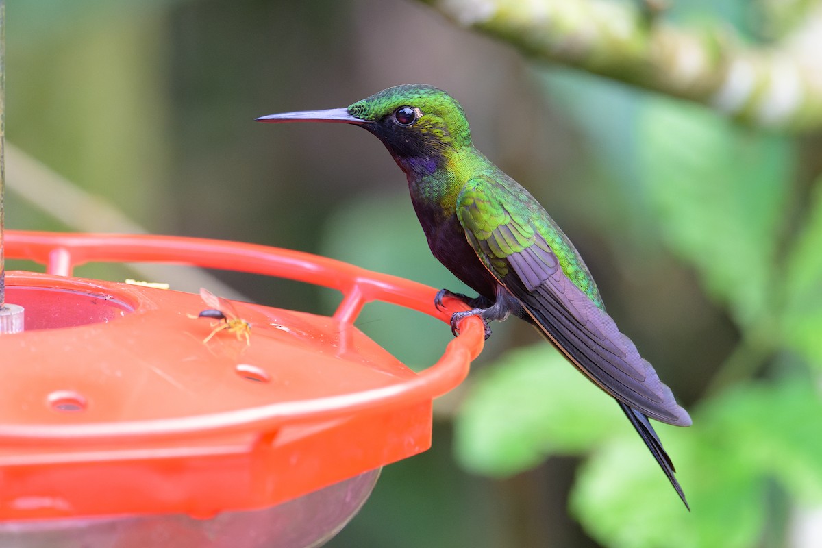 kolibřík zelenoprsý - ML617787986
