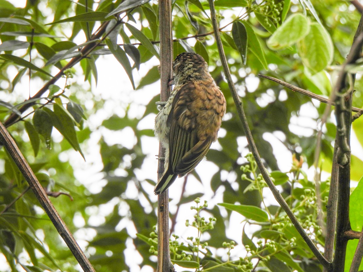 Scaled Piculet - ML617788031