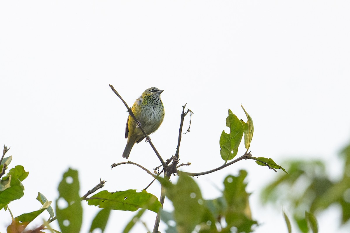 Spotted Tanager - ML617788045