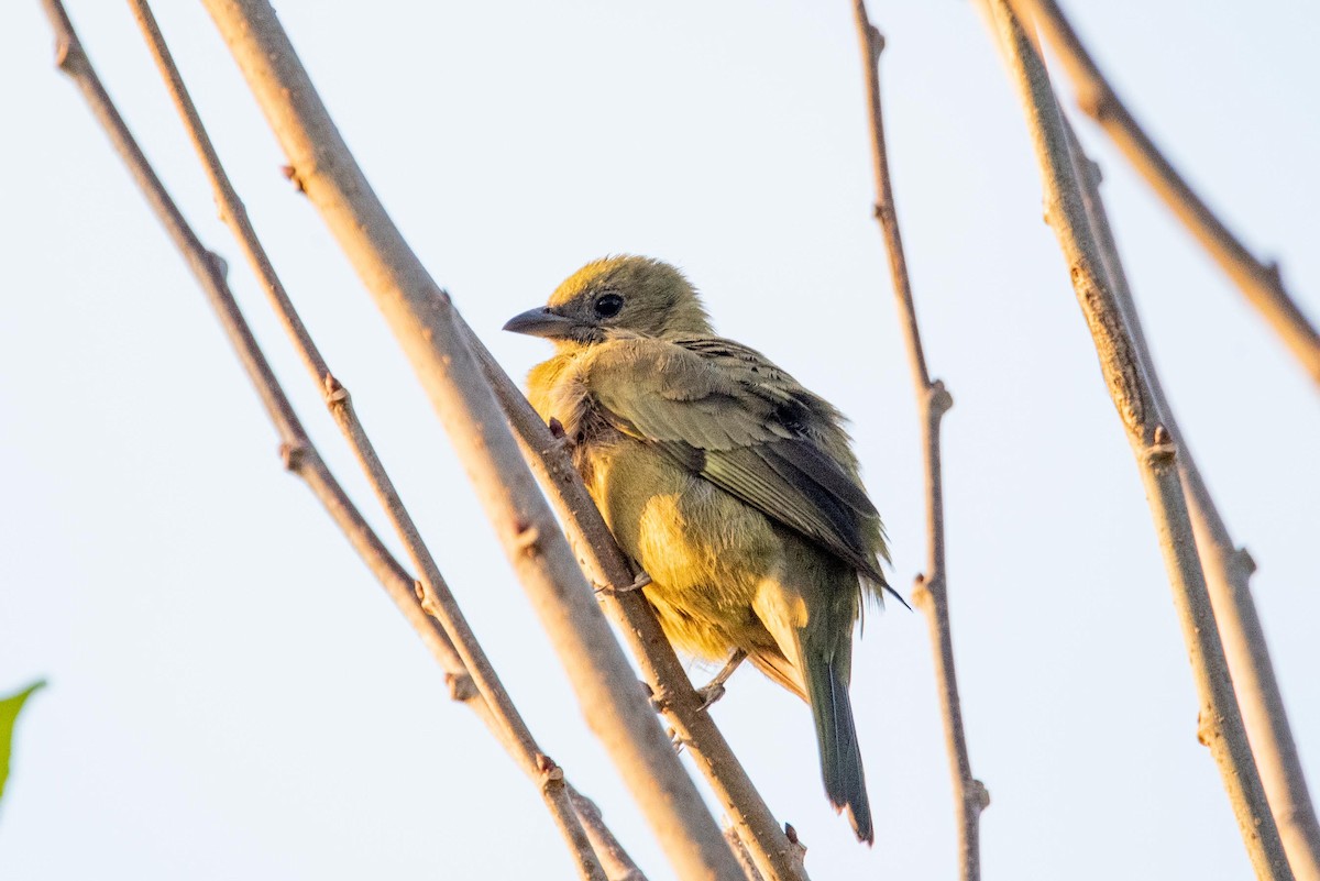 Palm Tanager - ML617788052