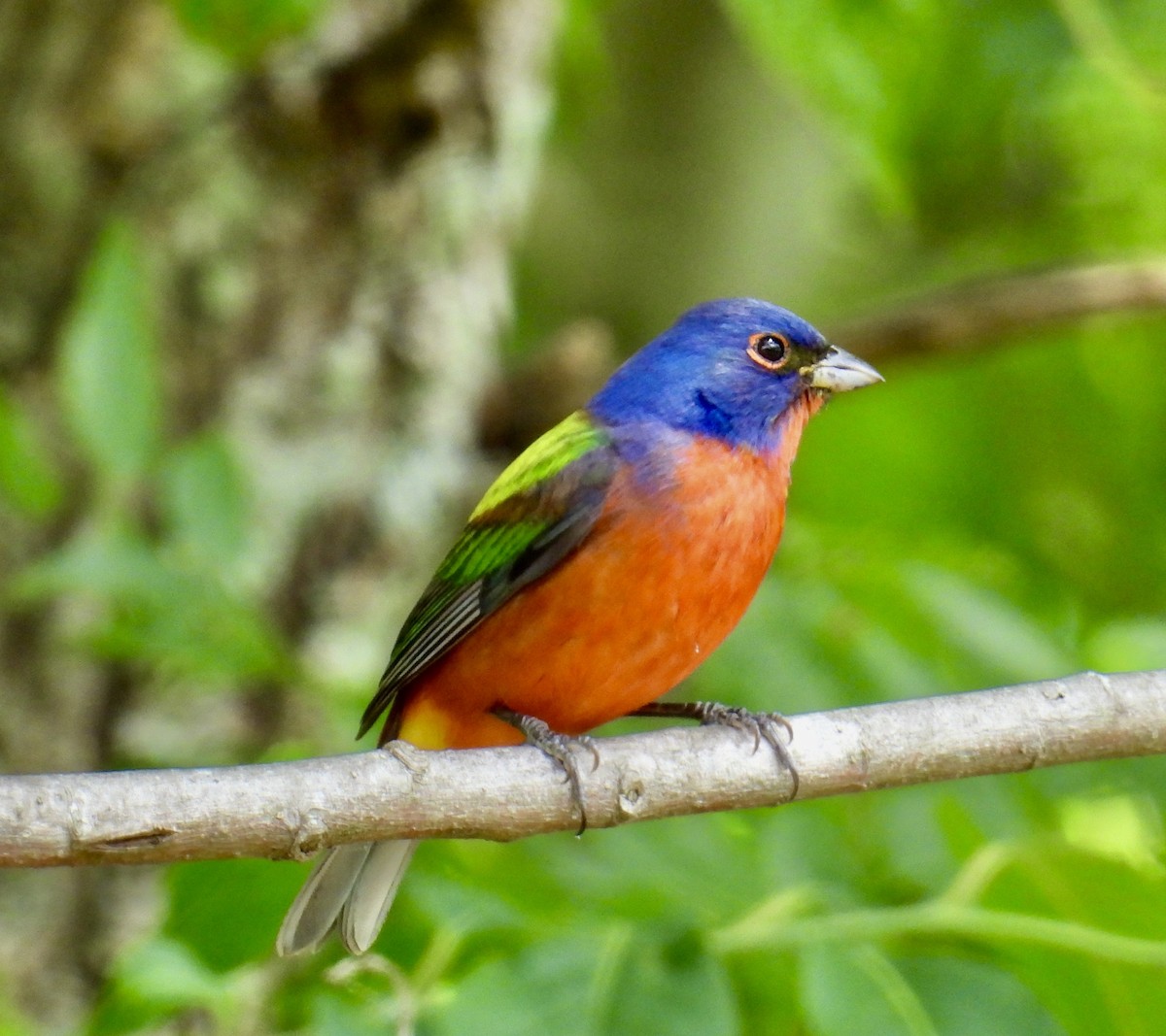 Painted Bunting - ML617788090