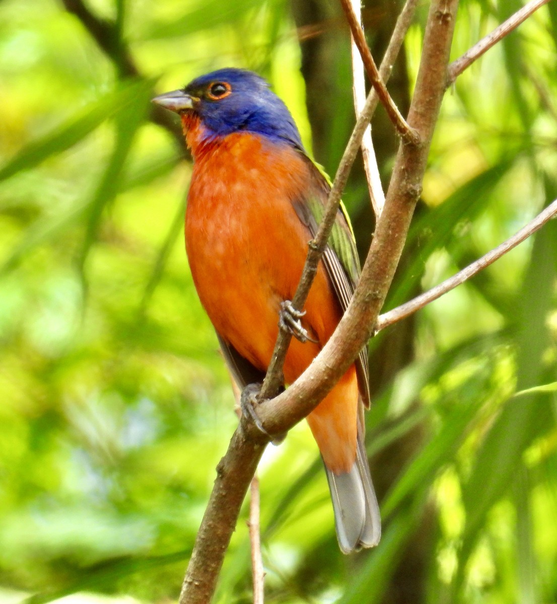 Painted Bunting - ML617788091