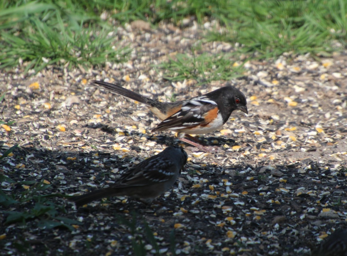 Spotted Towhee - ML617788130