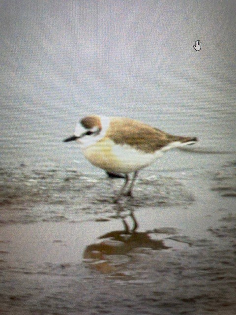 White-fronted Plover - ML617788138