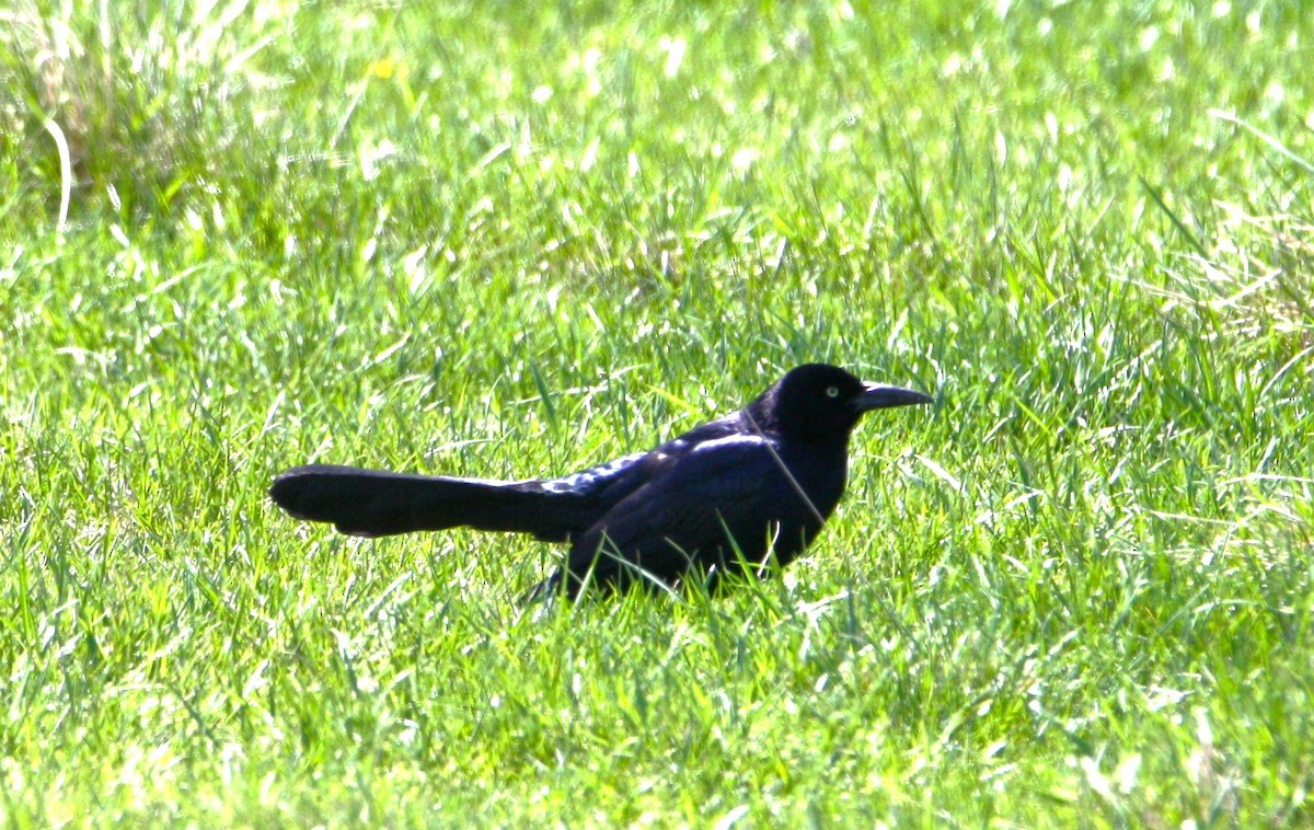 Great-tailed Grackle - ML617788163