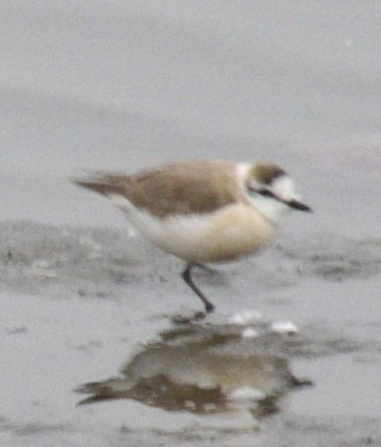 White-fronted Plover - ML617788195