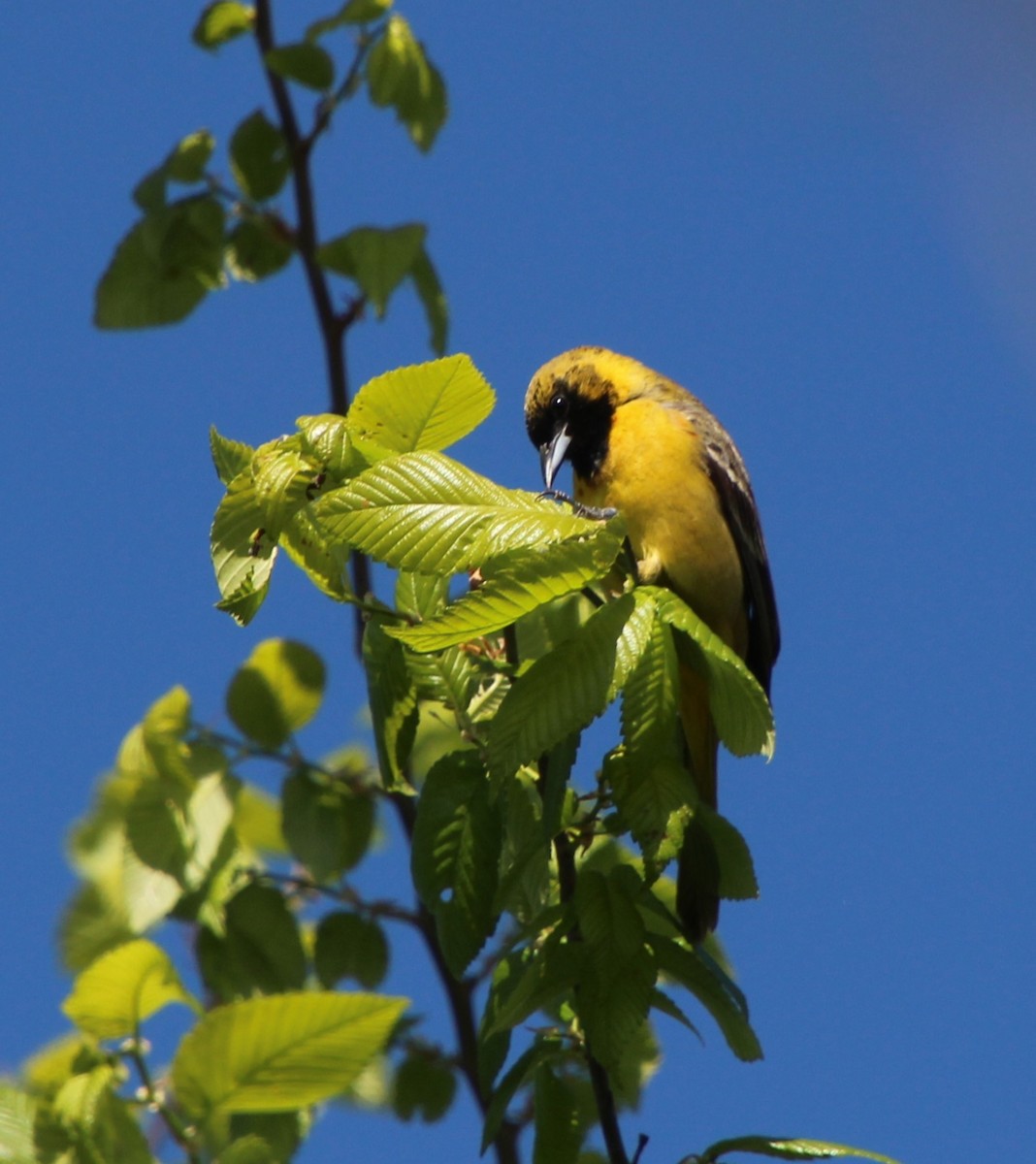 Orchard Oriole - ML617788208