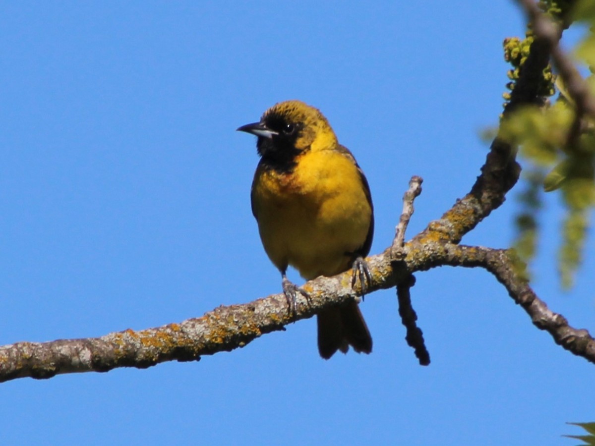 Orchard Oriole - Stephen Price