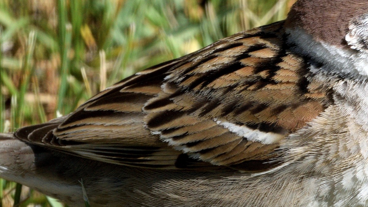 Eurasian Tree Sparrow - ML617788233