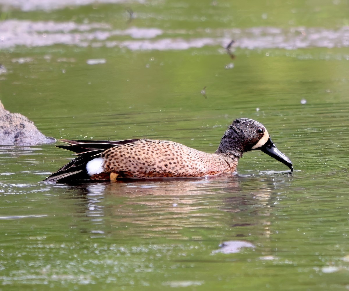 Blue-winged Teal - ML617788418