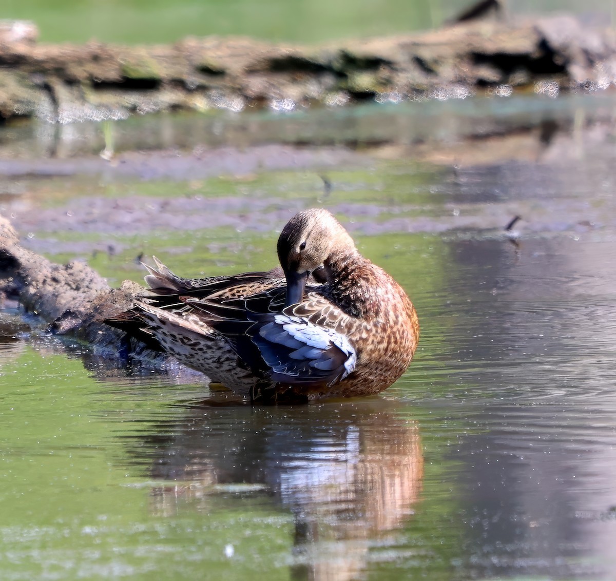 Blue-winged Teal - ML617788421