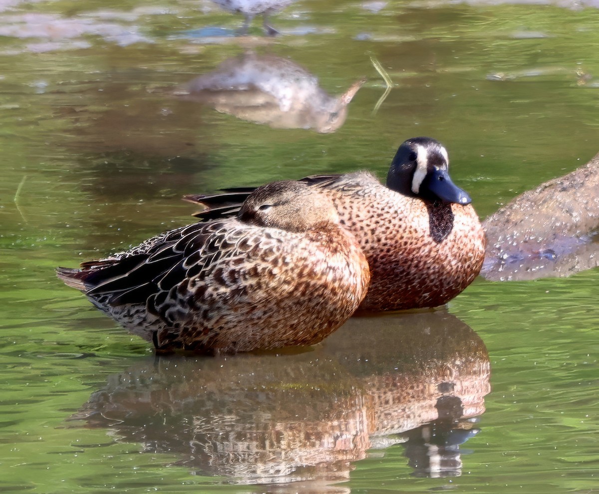 Blue-winged Teal - ML617788424