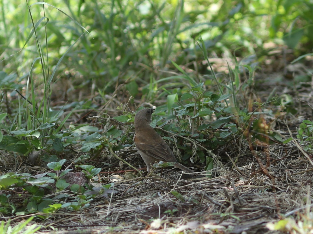 Northern Gray-headed Sparrow - ML617788439