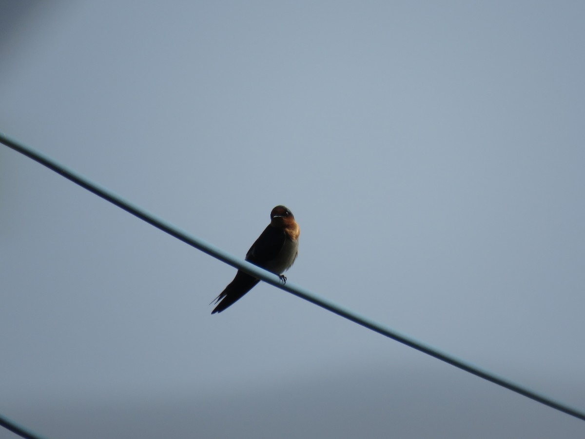 Pacific Swallow - ML617788455