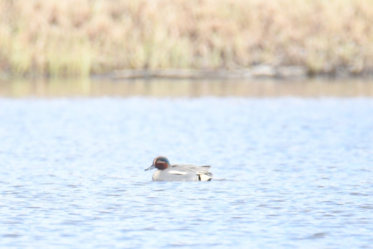 Green-winged Teal - ML617788484