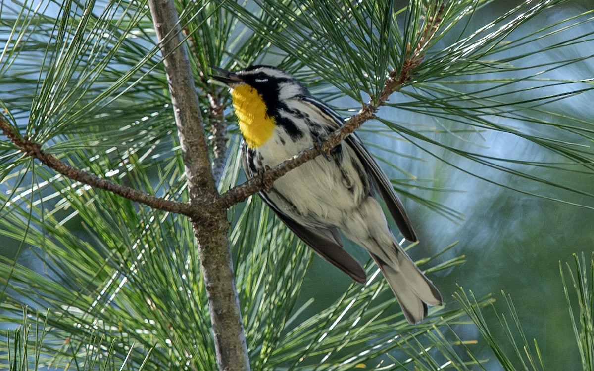 Yellow-throated Warbler - ML617788500