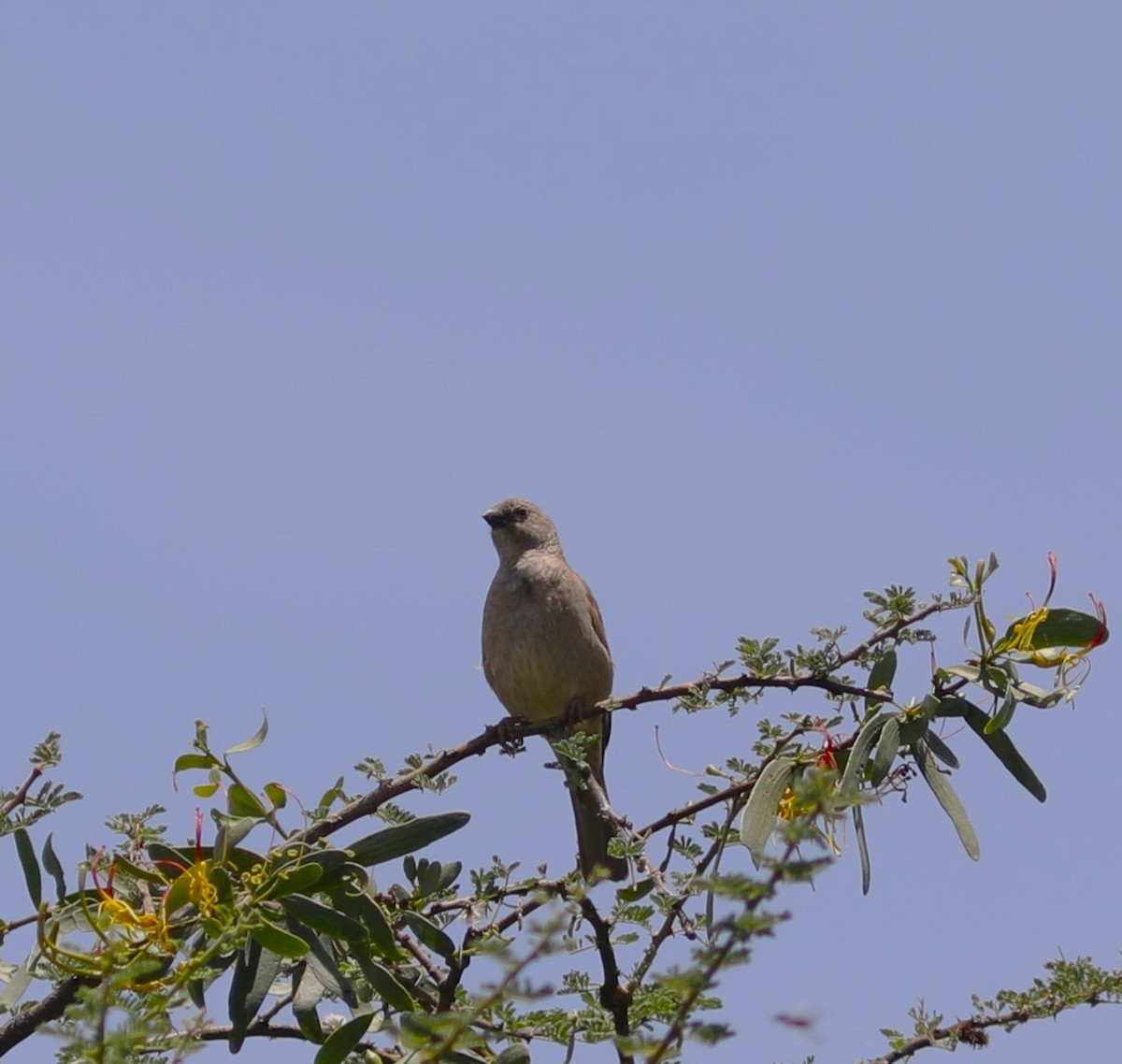 Northern Gray-headed Sparrow - ML617788510