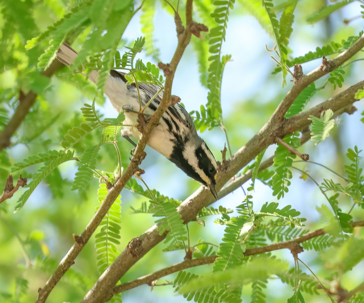 Black-throated Gray Warbler - Jill Casperson