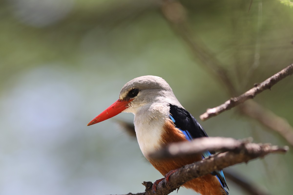 Gray-headed Kingfisher - Rohan van Twest