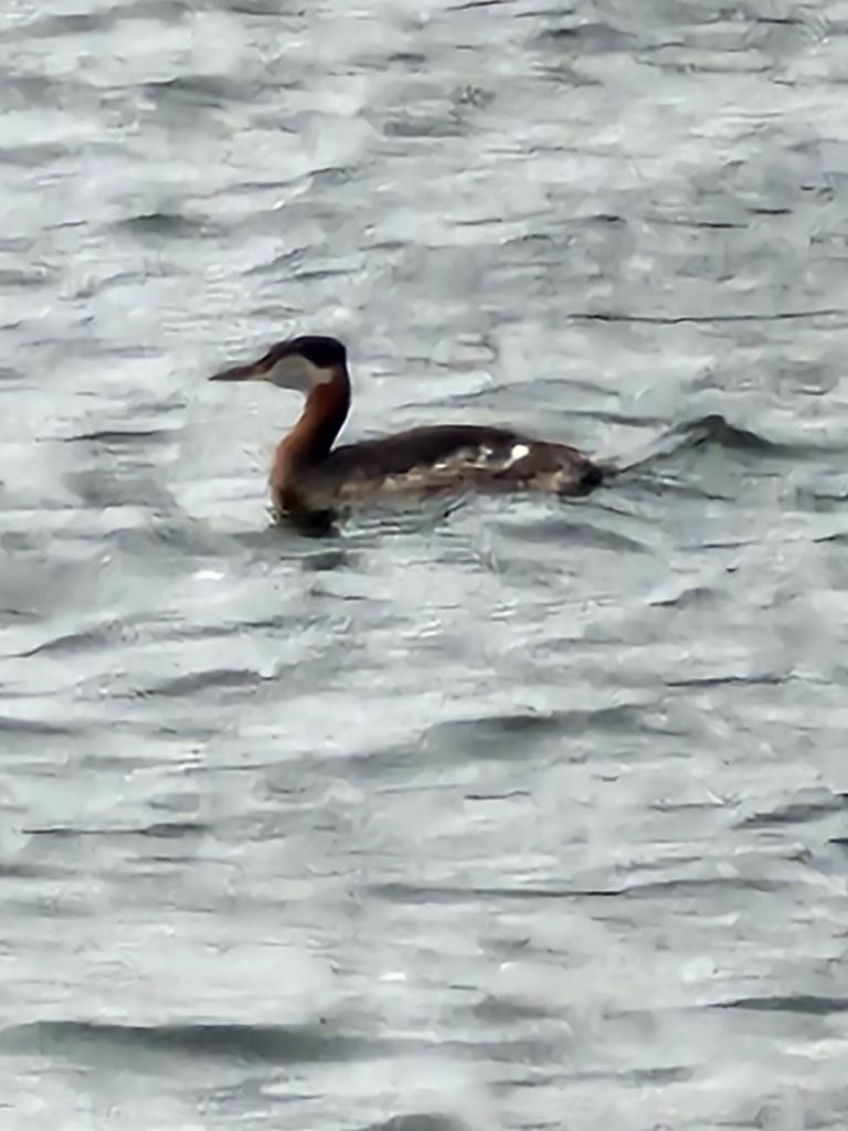 Red-necked Grebe - ML617788691