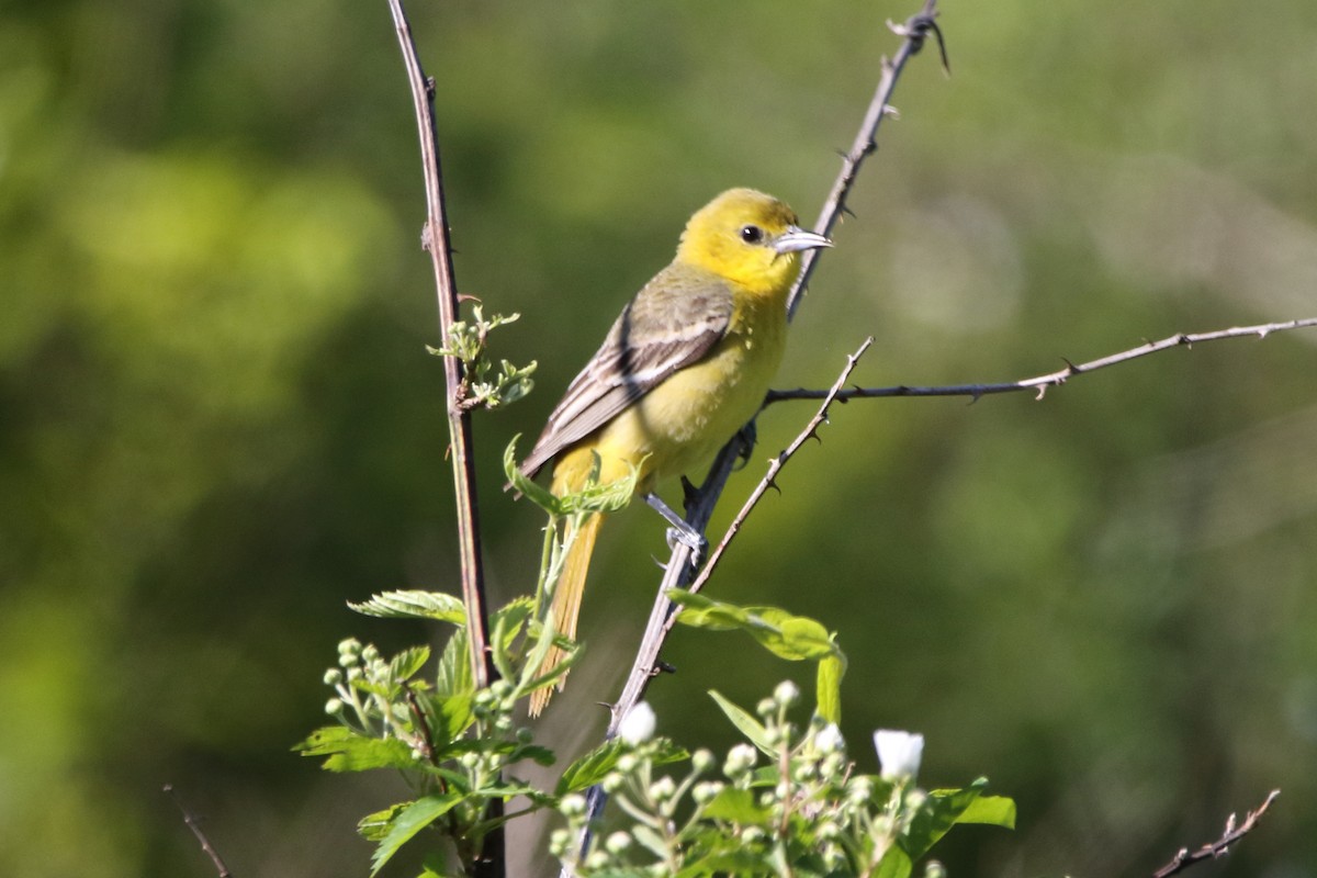 Orchard Oriole - ML617788712